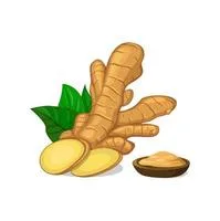 Ginger