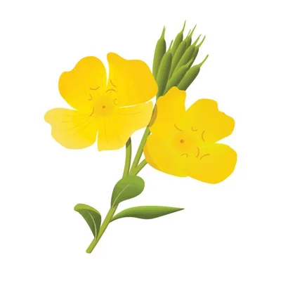Evening Primrose