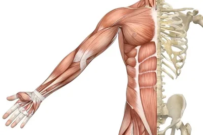 Bones & Muscles & Joints