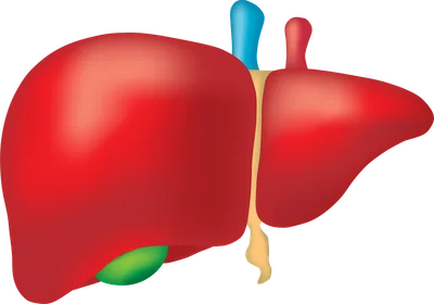 Liver Supplements